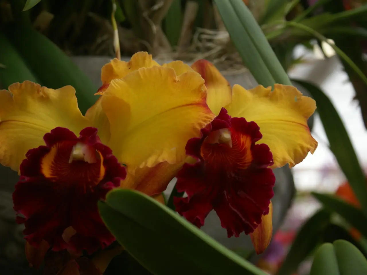 Top 10 Flowering Plants Favored by Pollinating Insects