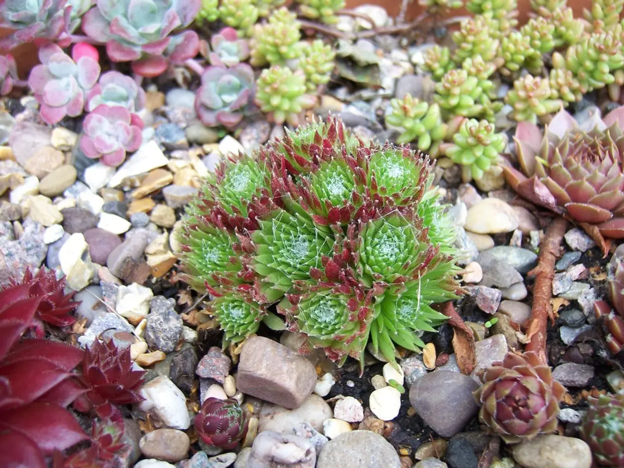 Delving into the Diversity of Quartz Stones
