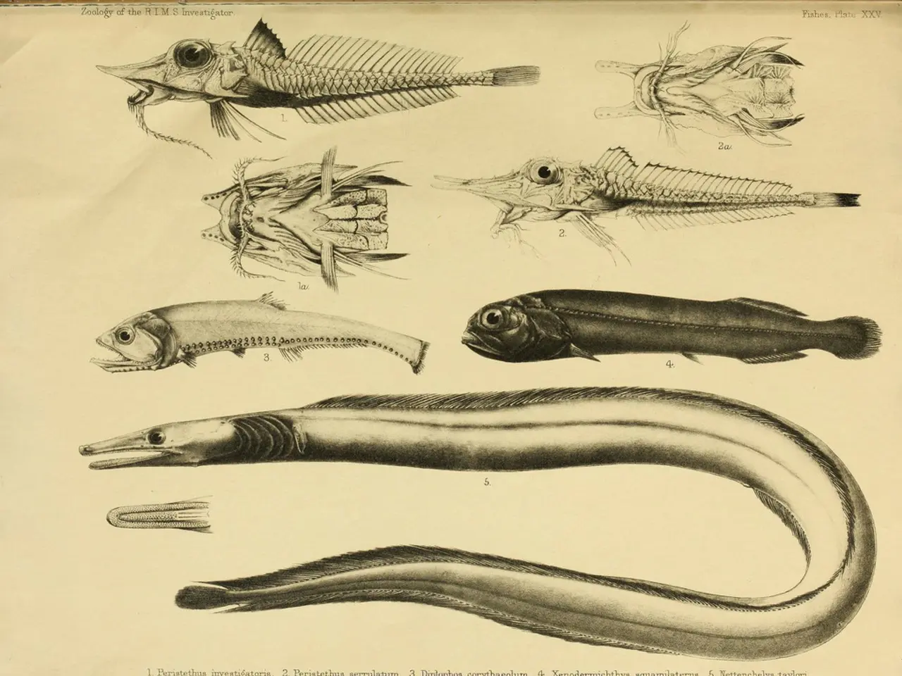 Deadly Clashes Between Top-tier Prehistoric Predators According to New Research