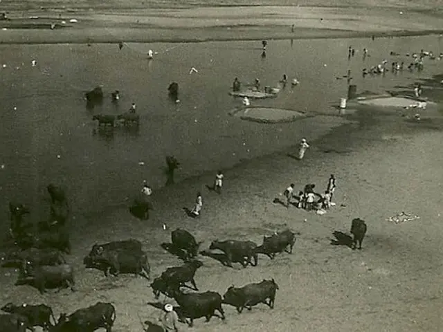 Certain creatures capable of basic arithmetic and number recognition include primates and...