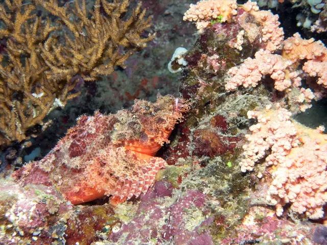 Enhancing Hair Growth: Insight into a Novel Approach Utilizing Seaweed Extracts