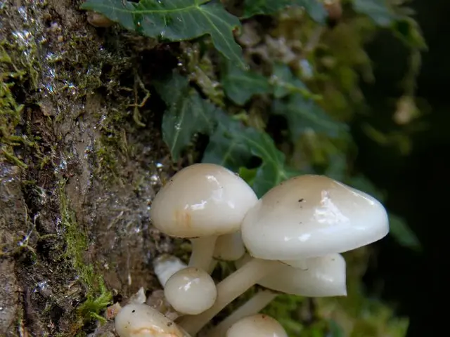 Exploring Techniques to Bridge Technology Gaps in Mushroom Cultivation: A Proactive Strategy...