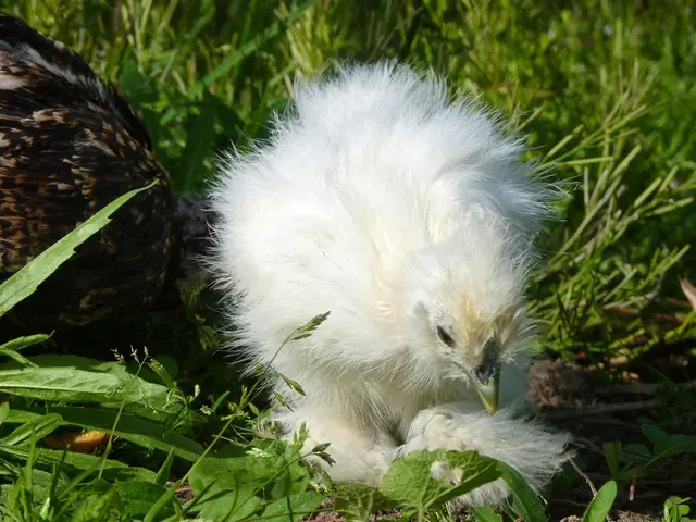 White and Black Cröllwitzer Geese Enchant Bird Park Ohligs with Their Elegance