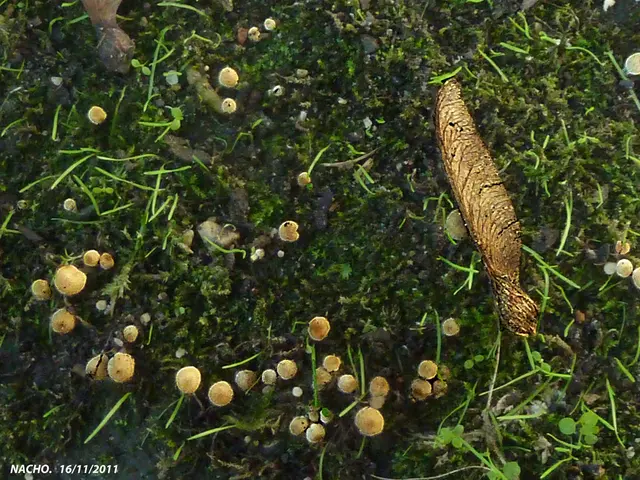 Configuring mod_wsgi on AlmaLinux 9: A Step-by-Step Guide