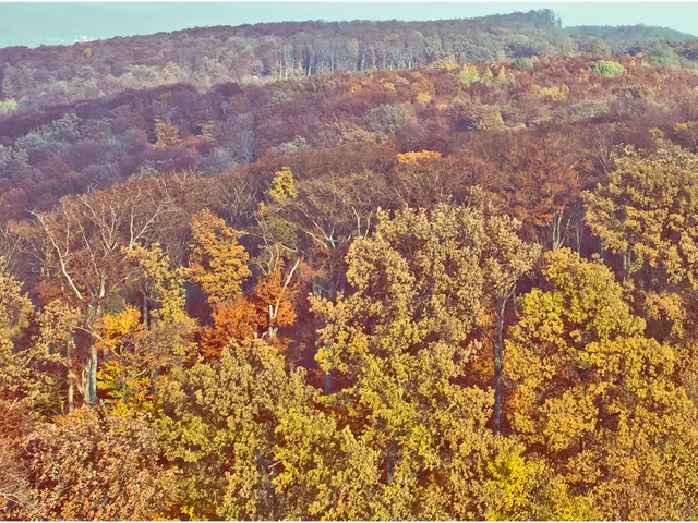 A Fungus's Devastation: The Destruction of a Preeminent Forest Tree - the American Chestnut