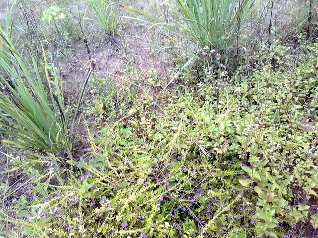 Solar System Puzzle Model: Comprehensive Insight