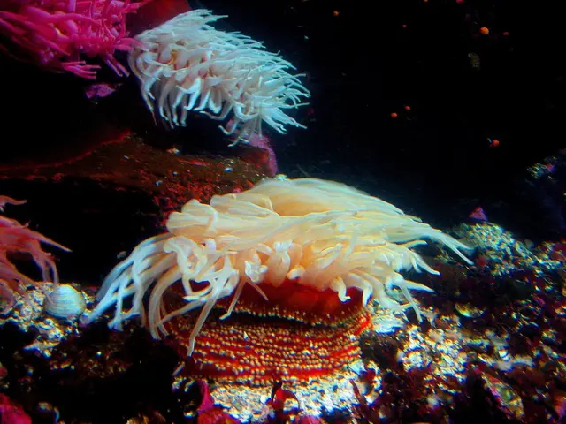Natural Wonder's Everyday Marvel: The Great Barrier Reef