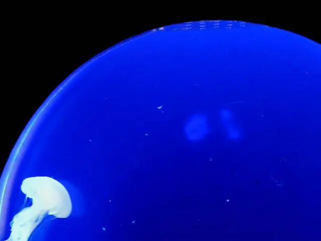 Ancient Fossil Discovery Potentially Unravels the Enigma Surrounding Spider Development over Half a...