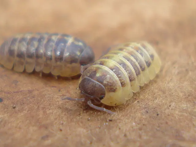 Exploration of Insect Testing