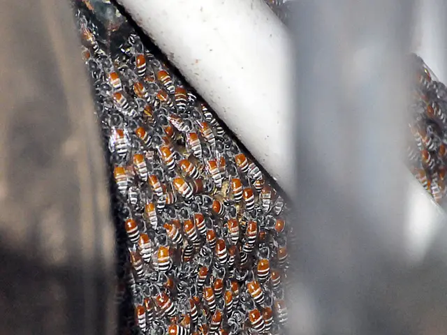 The Essential Guide to Prebiotics and the Importance of Manuka Honey.