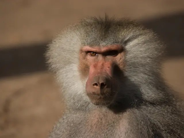Baboons facing death at Nuremberg zoo: Justified cause for concern
