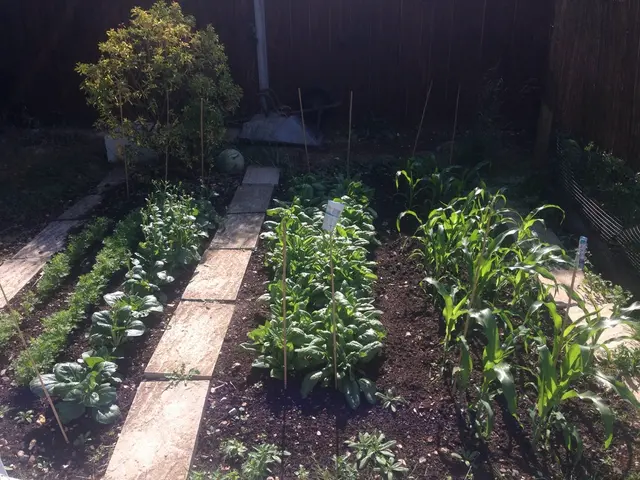 Tips for Novice Gardeners: Understanding Seed Packets