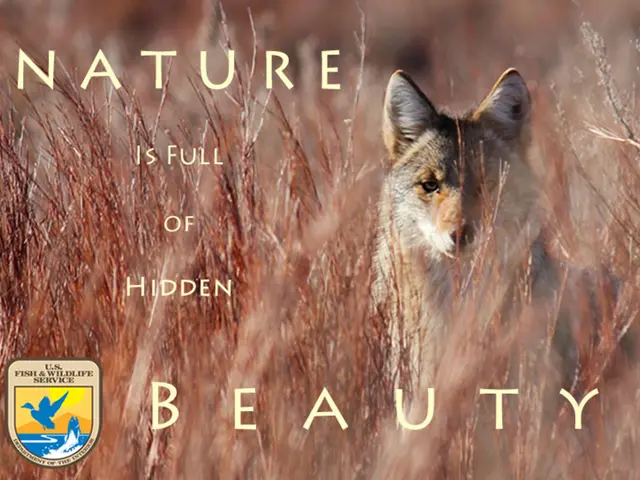 A Comprehensive Overview of the Corporate Entities Controlled by 21st Century Fox: An Insight into...