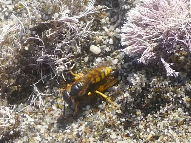 Radioactive Wasp Nest at American Nuclear Facility Exceeds Safety Radiation Thresholds by a Factor...