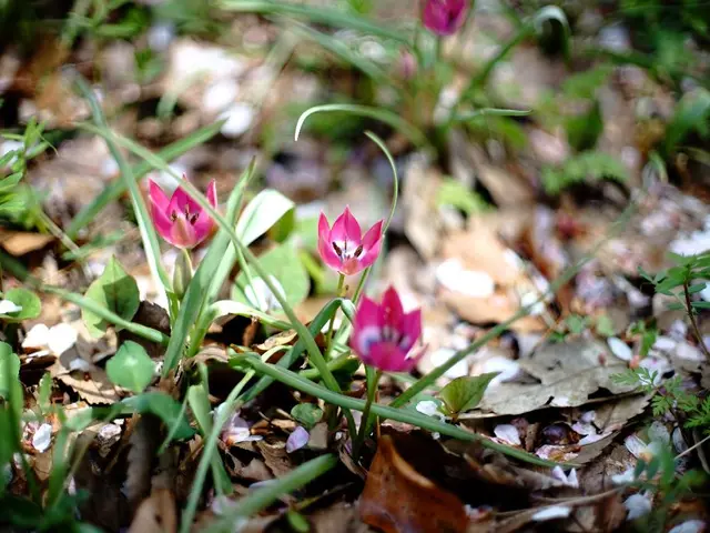 Thriving Industry for Indian Farmers: Capitalizing on the Demand for Dried Flowers