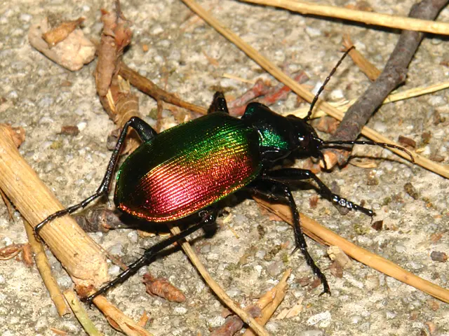 Venturing Out for a Miniature Beast Expedition