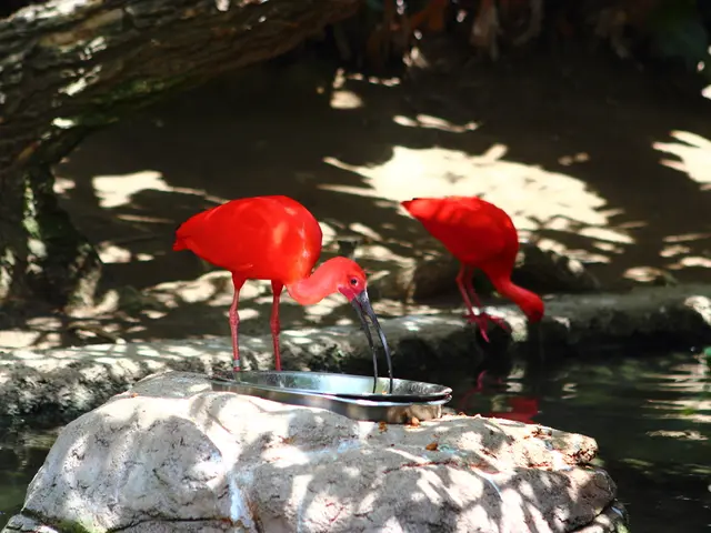 Loan Forgiveness under the Income-Based Repayment (IBR) plan has been temporarily halted while the...