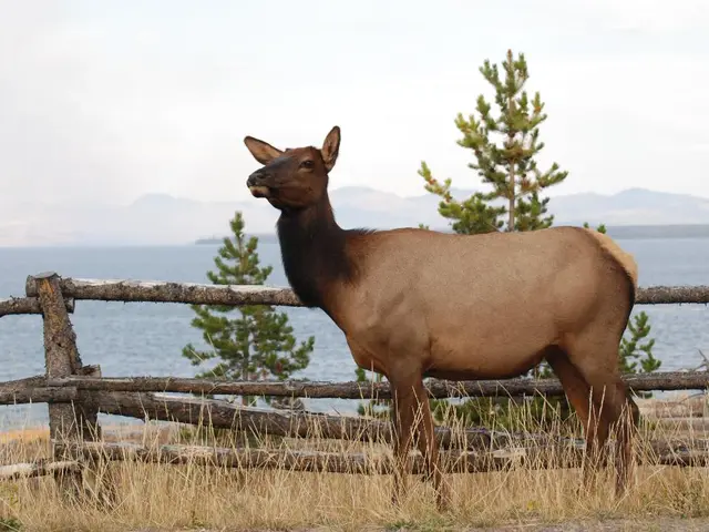 Alaska's wolves consumed all the local deer, subsequently demonstrating an unusual behavior