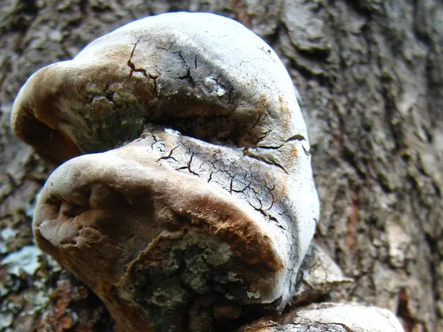 Multicellular organisms possess the ability to form brains, as depicted in this image by Thomas...