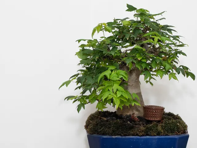Overcoming Bonsai Growth Hurdles: A Guide to Achieving Bonsai Proliferation Success