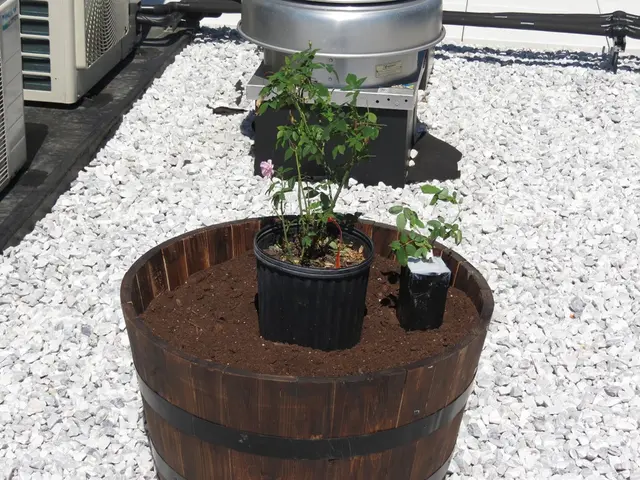 Crafting the Perfect Soil Blend: Your Comprehensive Guide to Nurturing Vibrant Vegetation