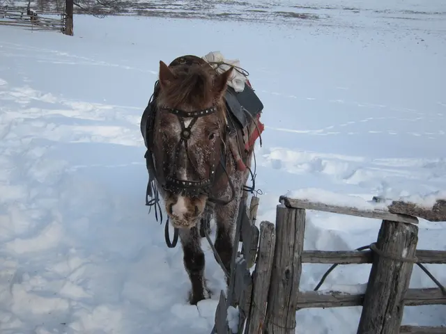 Rural women reinvigorate age-old donkey breeding practices, bolster local economies, and spark a...