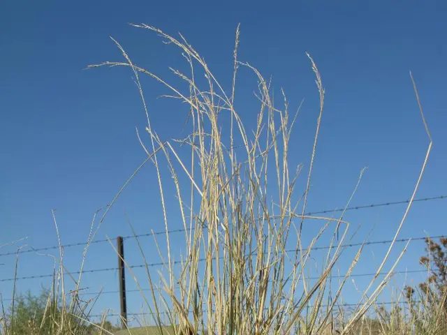 In the background we can see a clear blue sky, fence. We can see grass and a bag on the soil.