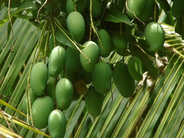 In this picture I can observe mangoes hanging to the tree. In the background I can observe coconut...