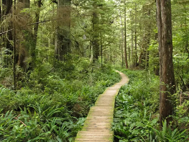 In this image I can see few green color trees, small plants and the wooden path.